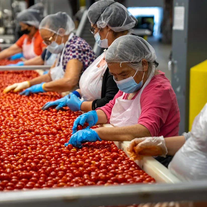 Food plant workers in hairnets, masks and gloves sorting tomatoes on a processing line